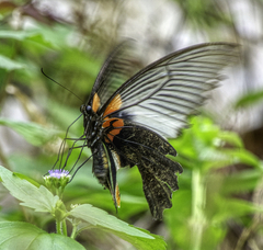 Papilio memnon agenor