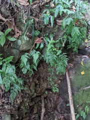 Asplenium ritoense