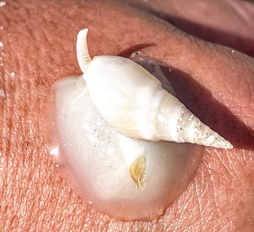 Bullia mauritiana observed 2022-11-15