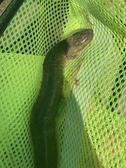 Siren intermedia