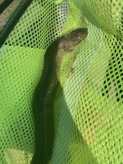 Siren intermedia