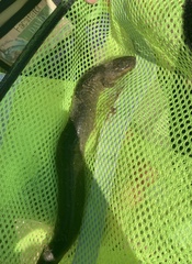Siren intermedia