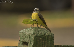 Cnemidophyllum eximium