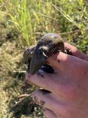 Siren intermedia