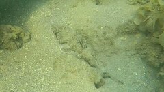 Cymbacephalus parilis