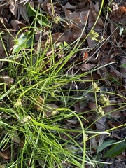 Cyperus gracilis