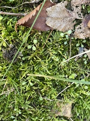 Plagiothecium cavifolium