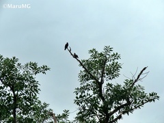 Patagioenas flavirostris