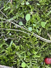 Plagiothecium cavifolium