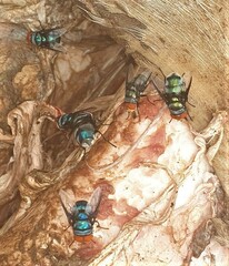 Chrysomya marginalis