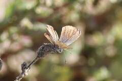 Brephidium exilis exilis