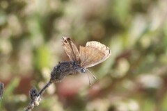 Brephidium exilis exilis