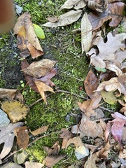 Plagiothecium cavifolium