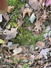 Plagiothecium cavifolium
