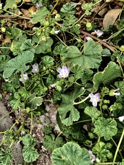 Malva neglecta