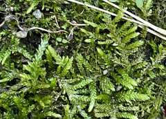 Plagiothecium cavifolium