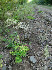 Angelica anomala