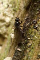 Sphaeroceridae