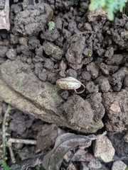 Aegista subchinensis