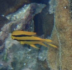 Neoglyphidodon nigroris