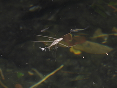 Aquarius paludum paludum