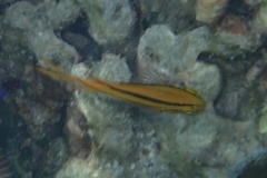 Neoglyphidodon nigroris