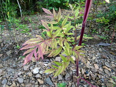 Angelica anomala
