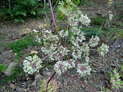 Angelica anomala