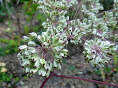 Angelica anomala