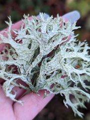 Evernia