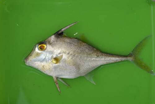 Silver tripodfish (Triacanthus nieuhofii) — Triacanthidae — 5