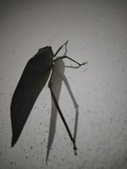 Stilpnochlora azteca