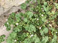 Malva neglecta
