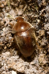 Cychramus luteus