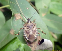 Erthesina acuminata