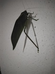 Stilpnochlora azteca