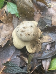 Myriostoma