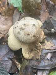 Myriostoma