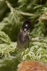 Sphaeroceridae