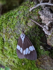 Nyctemera lacticinia