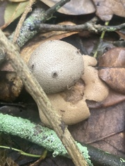 Myriostoma