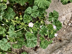 Malva neglecta