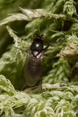 Sphaeroceridae