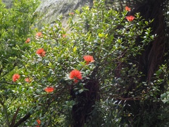 Metrosideros fulgens