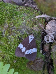 Nyctemera lacticinia