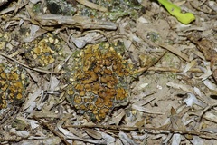 Placidium squamulosum