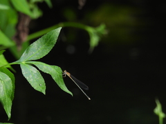 Pseudagrion pilidorsum