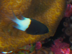 Pycnochromis dimidiatus
