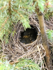 Phylloscopus affinis