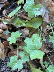 Hydrocotyle acutiloba